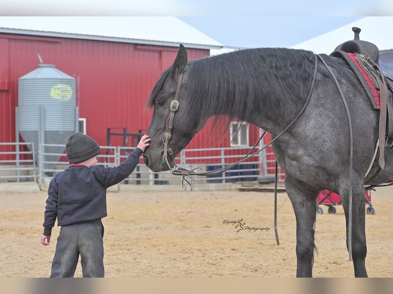 Percheron Wallach 4 Jahre 163 cm Roan-Blue in Fairbank IA