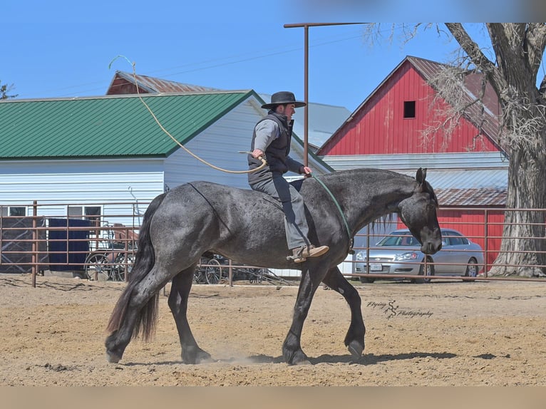 Percheron Wallach 4 Jahre 163 cm Roan-Blue in Fairbank IA