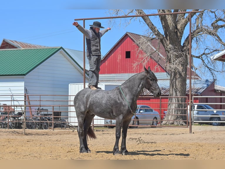 Percheron Wallach 4 Jahre 163 cm Roan-Blue in Fairbank IA