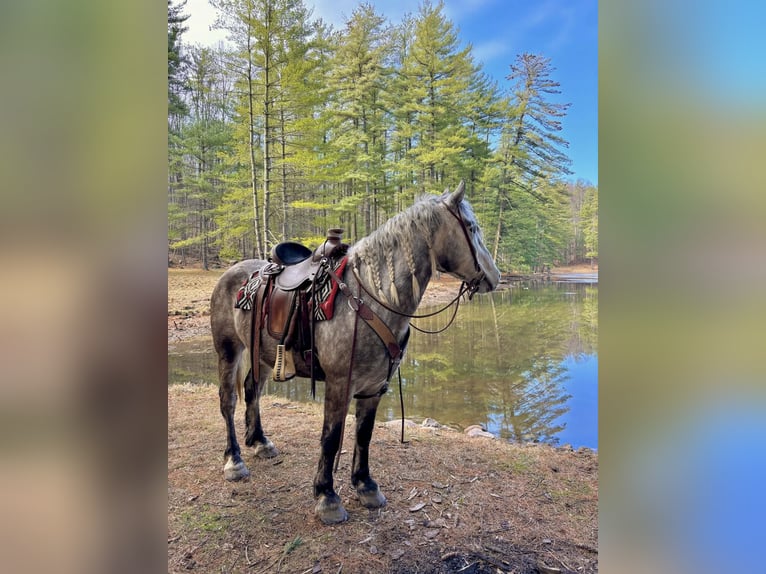 Percheron Wallach 4 Jahre 163 cm Schimmel in New Holland