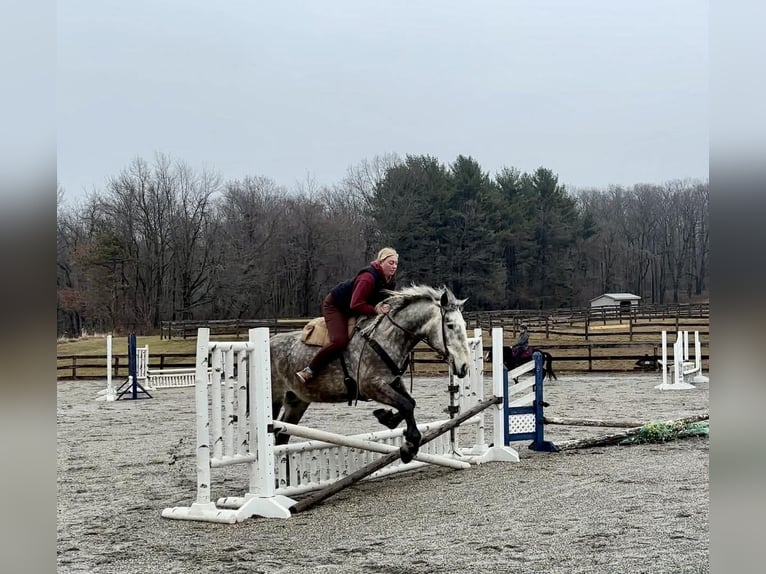 Percheron Wallach 4 Jahre 163 cm Schimmel in New Holland