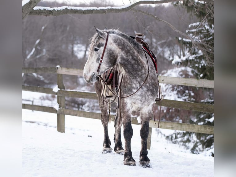 Percheron Wallach 4 Jahre 163 cm Schimmel in New Holland