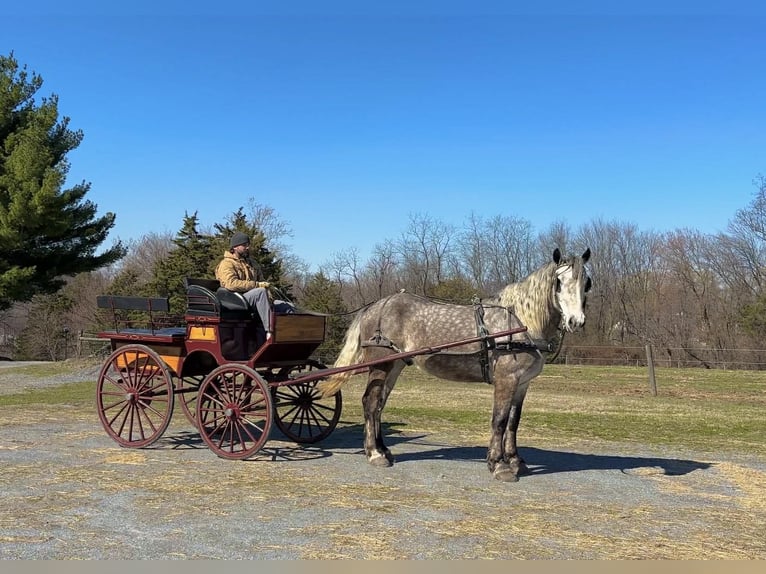 Percheron Wallach 4 Jahre 163 cm Schimmel in New Holland