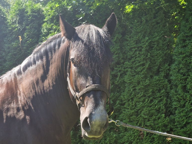 Percheron Wallach 4 Jahre 164 cm Rappschimmel in Bad Saarow
