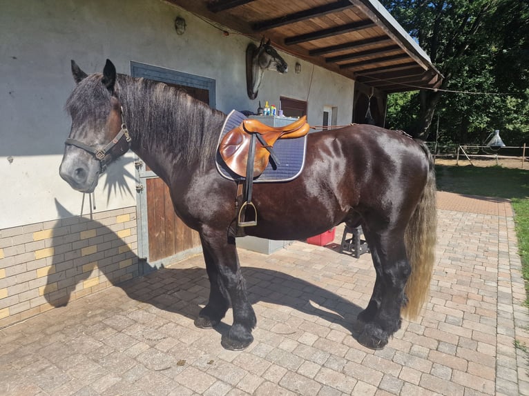 Percheron Wallach 4 Jahre 164 cm Rappschimmel in Bad Saarow