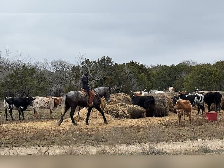 Percheron Wallach 4 Jahre 170 cm Apfelschimmel in Jackboro TX