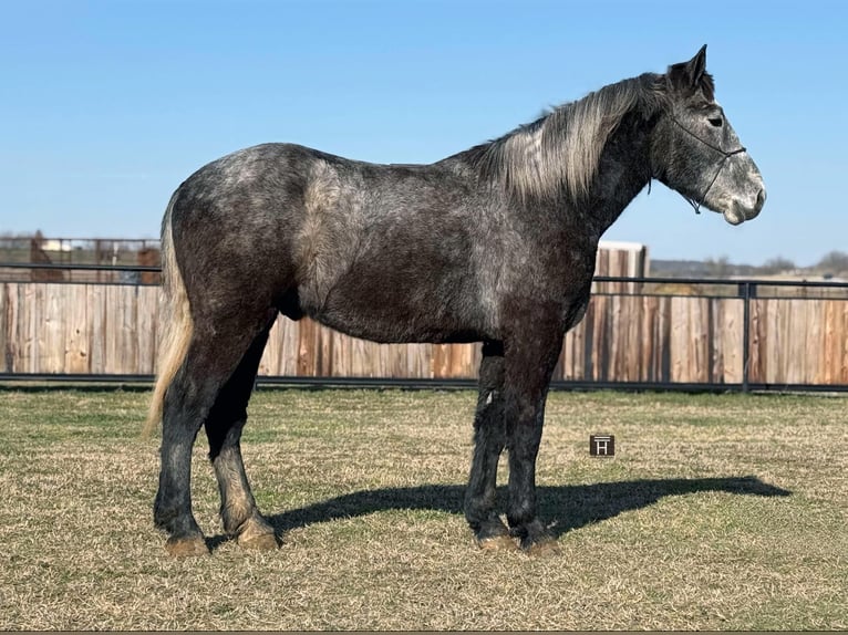 Percheron Wallach 4 Jahre 170 cm Apfelschimmel in Jackboro TX