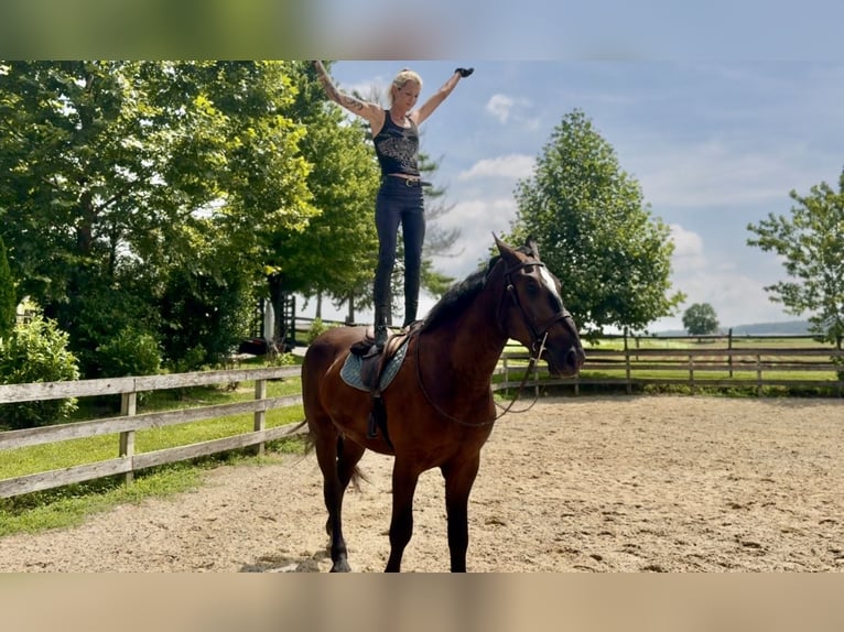 Percheron Mix Wallach 4 Jahre 178 cm Rappe in Gap