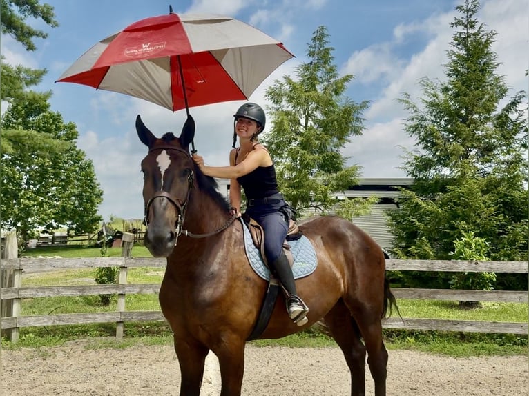 Percheron Mix Wallach 4 Jahre 178 cm Rappe in Gap