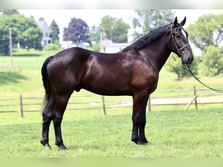 Percheron Mix Wallach 4 Jahre 178 cm Rappe in Gap