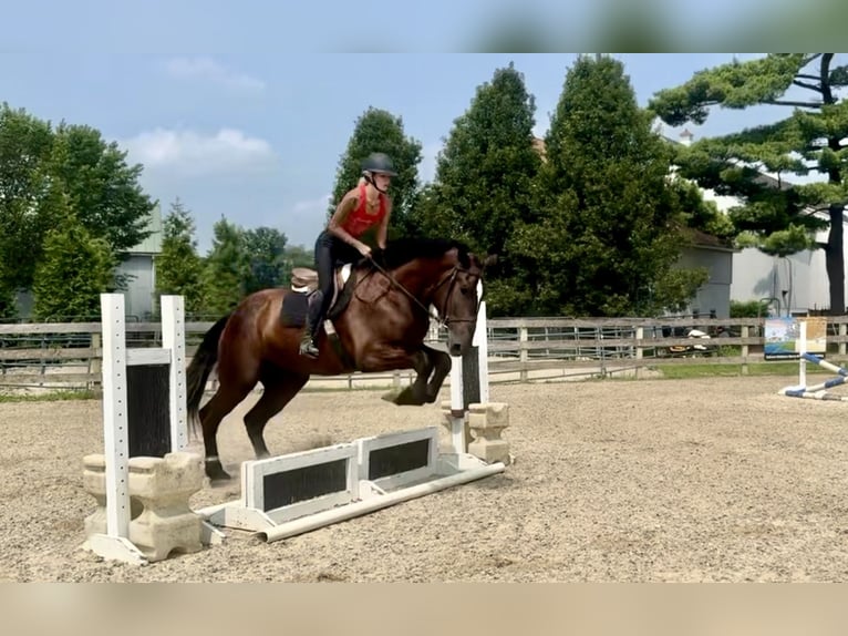 Percheron Mix Wallach 4 Jahre 178 cm Rappe in Gap