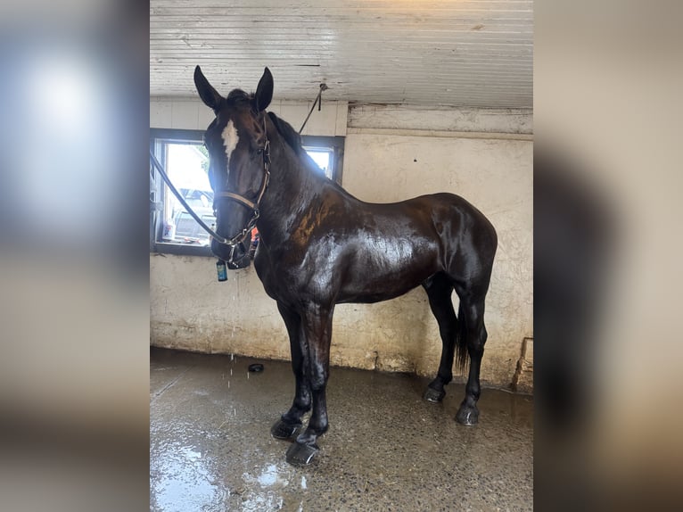 Percheron Mix Wallach 4 Jahre 178 cm Rappe in Gap
