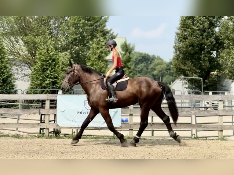 Percheron Mix Wallach 4 Jahre 178 cm Rappe in Gap