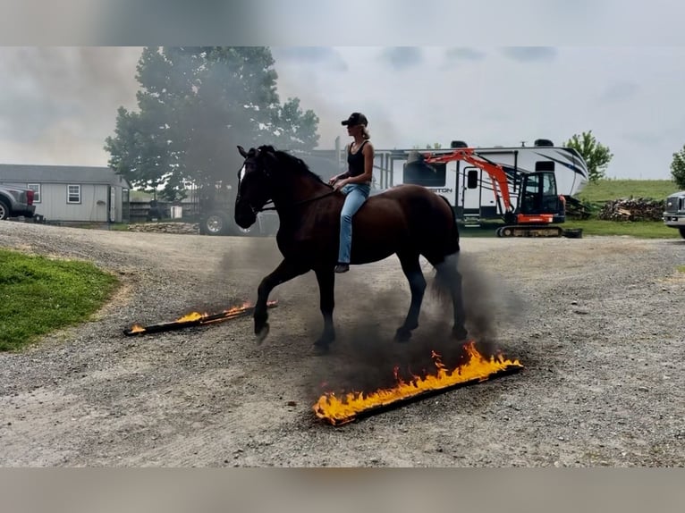 Percheron Mix Wallach 4 Jahre 178 cm Rappe in Gap