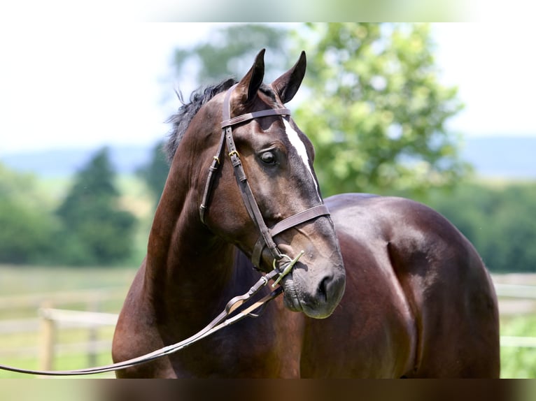 Percheron Mix Wallach 4 Jahre 178 cm Rappe in Gap