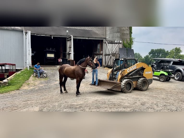 Percheron Mix Wallach 4 Jahre 178 cm Rappe in Gap