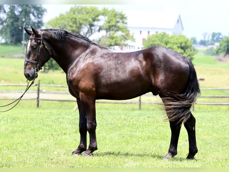 Percheron Mix Wallach 4 Jahre 178 cm Rappe in Gap