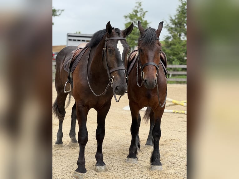 Percheron Mix Wallach 4 Jahre 178 cm Rappe in Gap