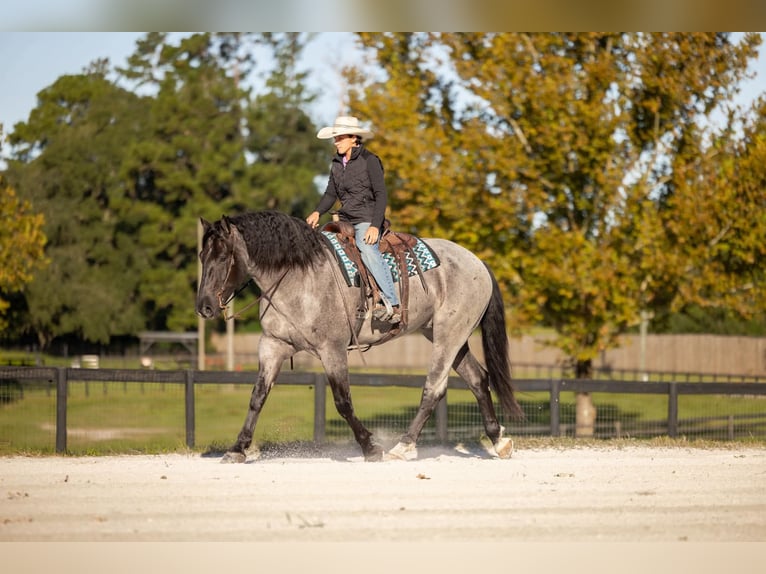 Percheron Mix Wallach 4 Jahre Roan-Blue in Ocala