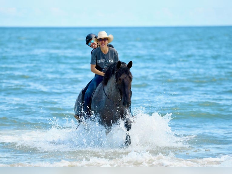 Percheron Mix Wallach 4 Jahre Roan-Blue in Ocala