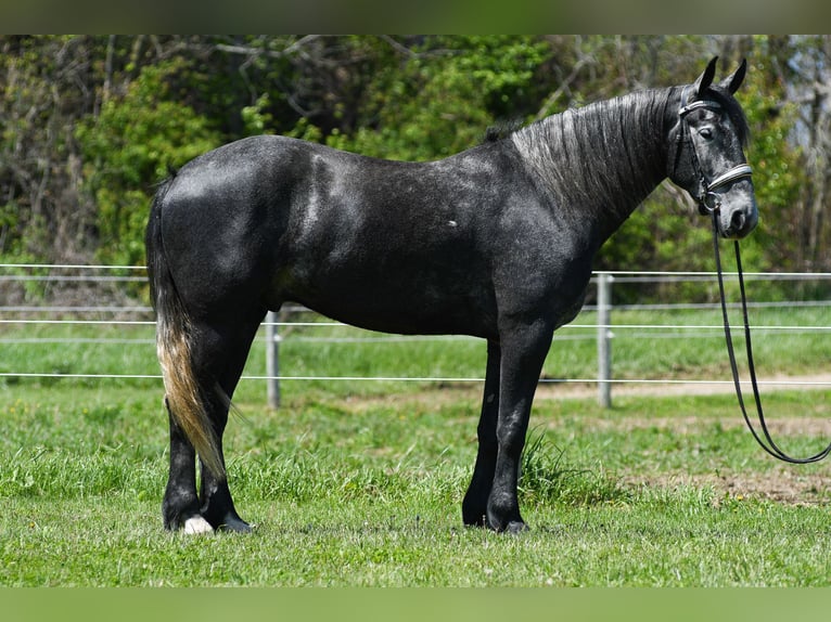 Percheron Mix Wallach 4 Jahre Schimmel in Strasburg