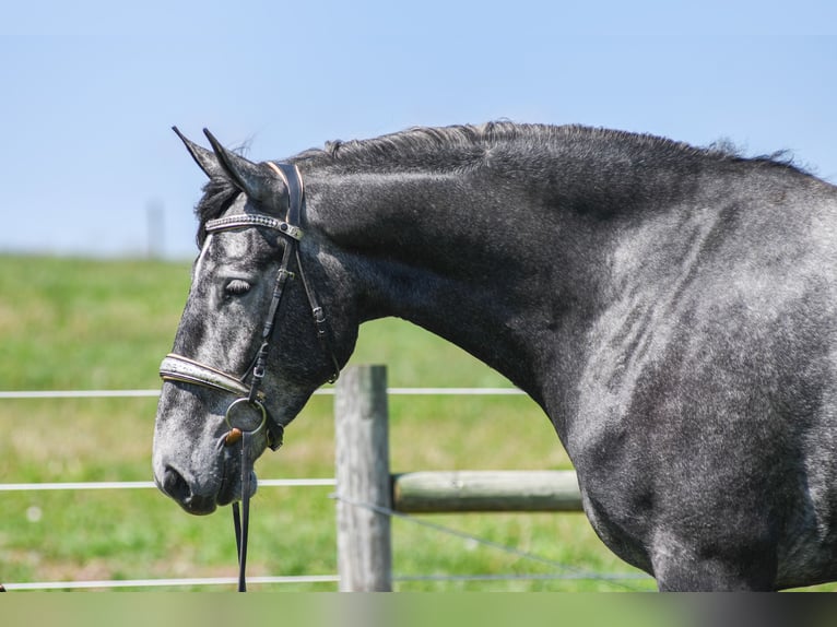 Percheron Mix Wallach 4 Jahre Schimmel in Strasburg