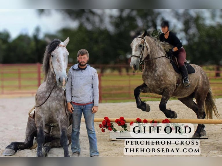 Percheron Wallach 4 Jahre Schimmel in Sheldon, MO