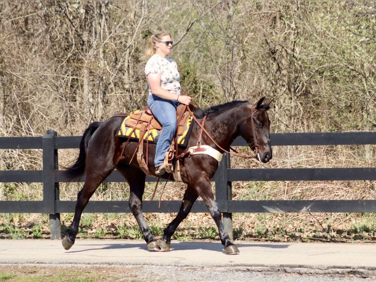 Percheron Mix Wallach 5 Jahre 157 cm Rappe in Mayslick