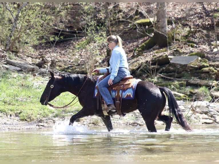 Percheron Mix Wallach 5 Jahre 157 cm Rappe in Mayslick