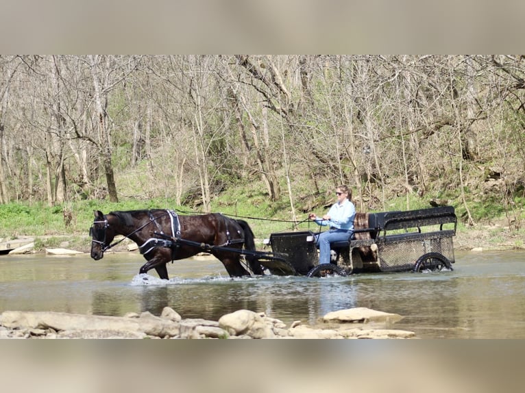 Percheron Mix Wallach 5 Jahre 157 cm Rappe in Mayslick