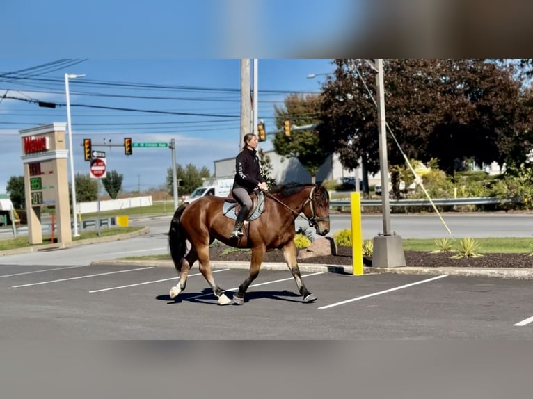 Percheron Mix Wallach 5 Jahre 157 cm Rotbrauner in Gap, PA