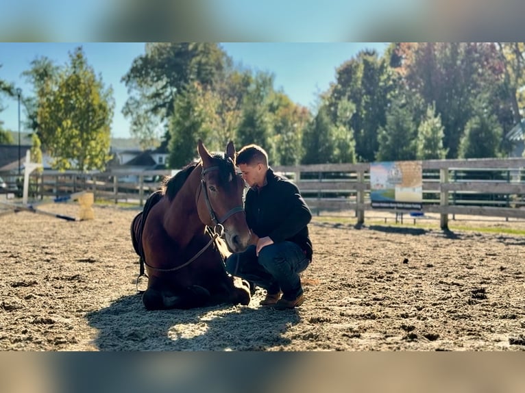 Percheron Mix Wallach 5 Jahre 157 cm Rotbrauner in Gap, PA