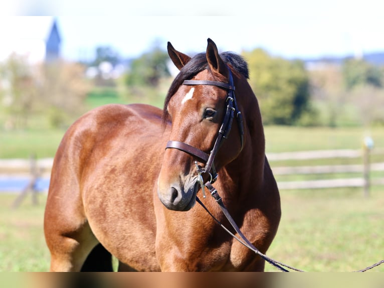 Percheron Mix Wallach 5 Jahre 157 cm Rotbrauner in Gap, PA