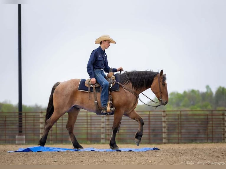 Percheron Mix Wallach 5 Jahre 157 cm in Auburn, KY