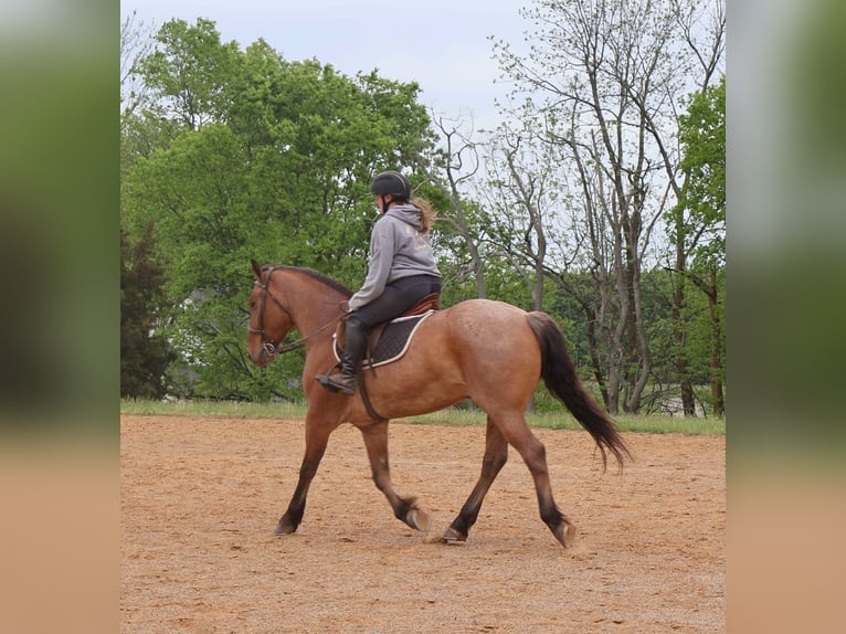 Percheron Mix Wallach 5 Jahre 157 cm in Auburn, KY