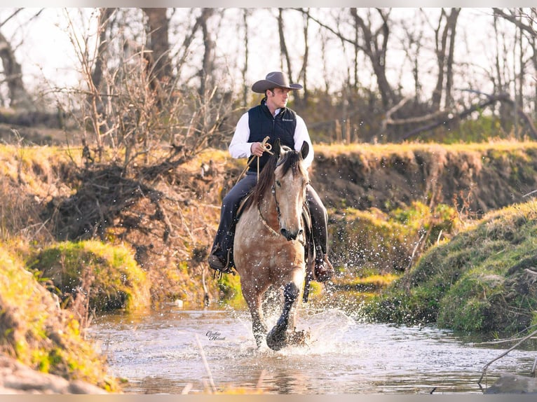 Percheron Mix Wallach 5 Jahre 160 cm Buckskin in Independence