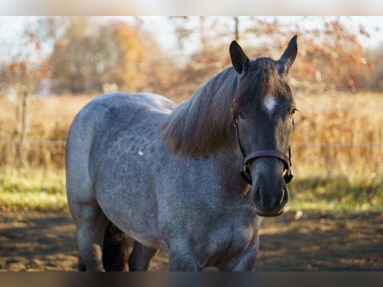 Percheron Wallach 5 Jahre 160 cm Roan-Blue in Bristolvillle OH