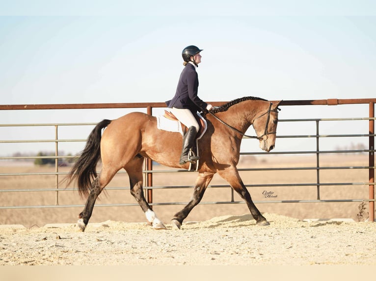 Percheron Mix Wallach 5 Jahre 163 cm Buckskin in Independence