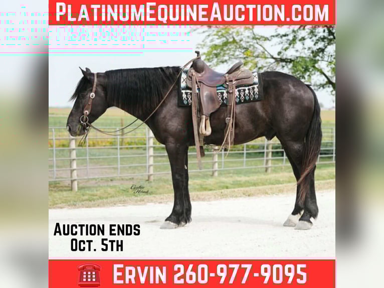 Percheron Wallach 5 Jahre 163 cm Rappe in Independence IA