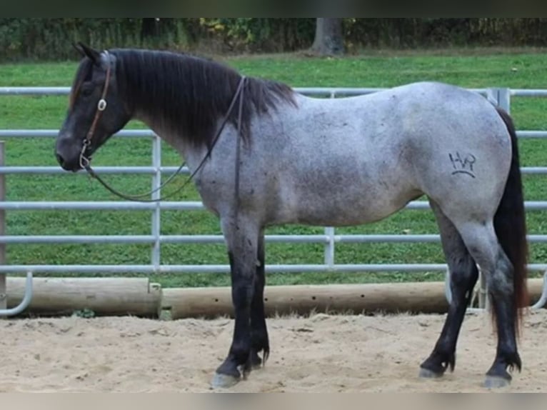 Percheron Wallach 5 Jahre 163 cm Roan-Blue in El Paso TX
