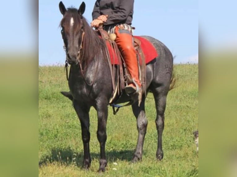 Percheron Wallach 5 Jahre 163 cm Roan-Blue in El Paso TX