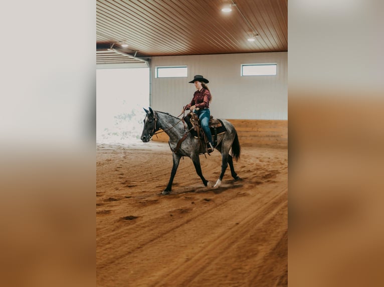 Percheron Wallach 5 Jahre 163 cm Roan-Blue in El Paso TX