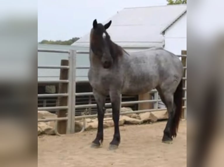 Percheron Wallach 5 Jahre 163 cm Roan-Blue in El Paso TX