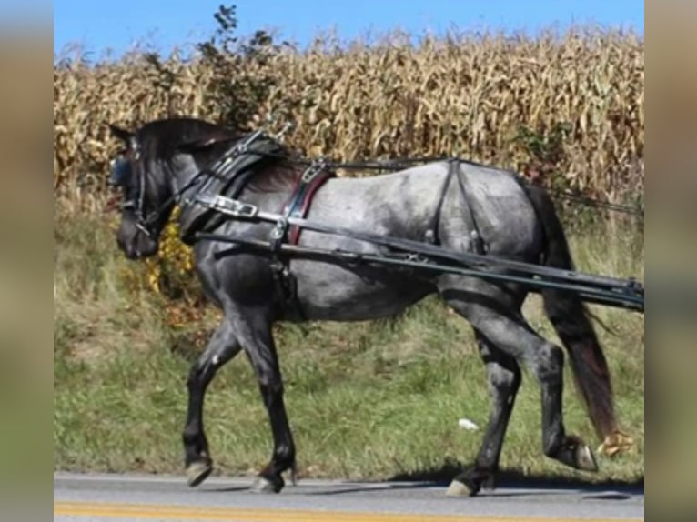 Percheron Wallach 5 Jahre 163 cm Roan-Blue in El Paso TX