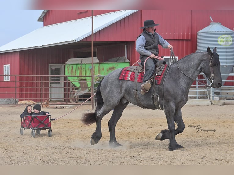 Percheron Wallach 5 Jahre 163 cm Roan-Blue in Fairbank IA