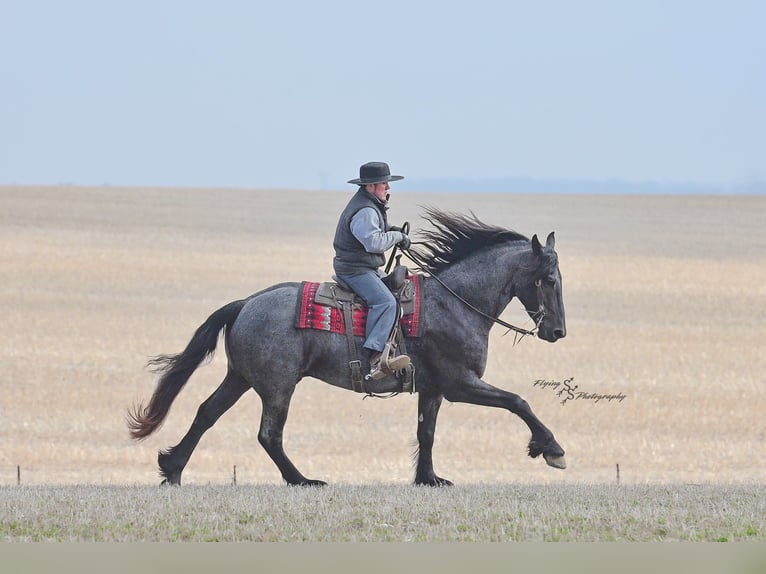 Percheron Wallach 5 Jahre 163 cm Roan-Blue in Fairbank IA
