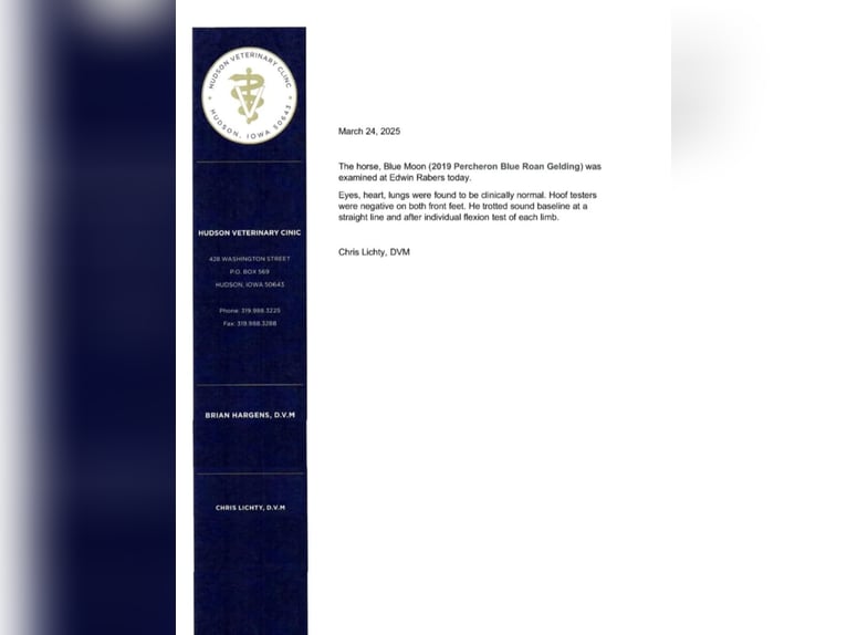 Percheron Wallach 5 Jahre 163 cm Roan-Blue in Fairbank IA