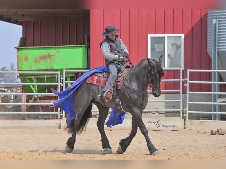 Percheron Wallach 5 Jahre 163 cm Roan-Blue in Fairbank IA