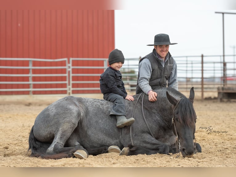 Percheron Wallach 5 Jahre 163 cm Roan-Blue in Fairbank IA