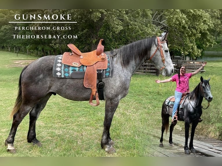 Percheron Mix Wallach 5 Jahre 163 cm Schimmel in Athens, TX